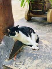 Sleeping Cat In Tulum, Mexico