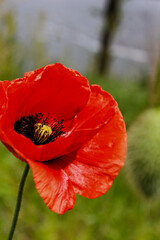 red poppy flower