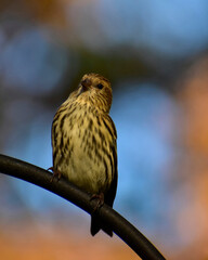 Pine Siskin looking out from a perch