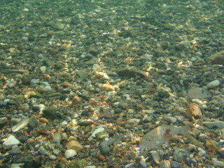 Fototapeta na wymiar fish parasite marine life Greece