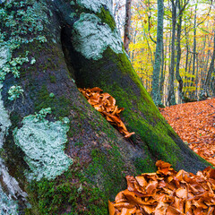 Hayedo en otoño,ITINERARIO TABALLON DE MONGAYU PARQUE NATURAL REDES CONCEJO CASO ASTURIAS OTOÑO BOSQUES ATLANTICOS CADUCIFOLIOS COLORES