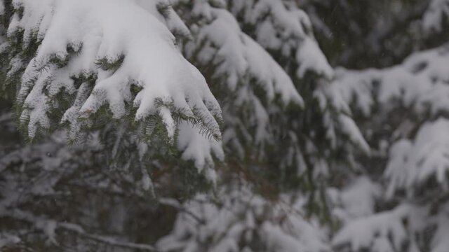 The branches of the Christmas tree are covered with snow. Background of blizzard and wind with snowfall.