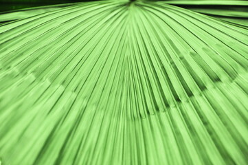 Closeup photo of a Gebang Palm frond