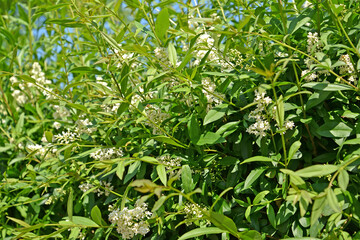 Blossoming of common privet (Ligustrum vulgare L.)