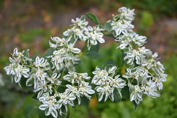 Milky bordered flowers (Euphorbia marginata)
