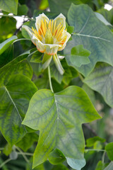 The dissolved flower of the tulip lyriodendron (tulip tree) (Liriodendron tulipifera L.)