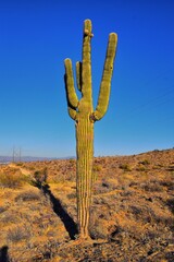 Cactus, Saguaro, Carnegiea gigantea, close-up in winter on the South Mountain Park and Preserve, Pima Canyon Trail, Phoenix, Southern Arizona desert. United States.