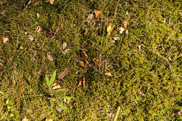 Moss in the forest. Moss texture. Grass on the ground