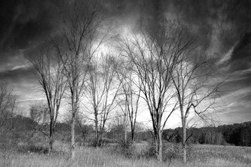 Bare Winter Trees in a Storm
