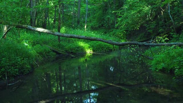 The most famous source of natural mineral water, wellspring. Green welspring at the maple mountaim in Mari El, Russia
