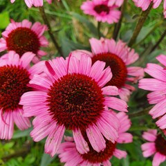 pink flower /ehinacea purpurea