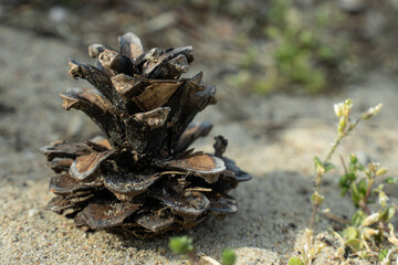 Pine cones on the sand, outdoor walk, on the quarantine