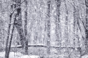 The woods in the snow