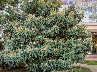 Beautiful blossom Japanese loquat tree (Eriobotrya Japonica) in autumn Sochi city park.