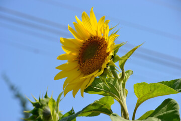 Sunflower (Helianthus annuus) with the sky as a background.