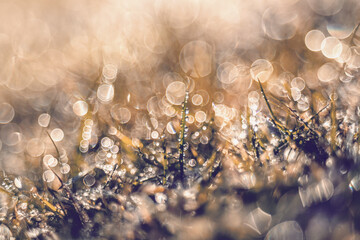 Zimowy szron topniejący w promieniach wschodzącego słońca na trawniku w ogrodzie. Bubble bokeh.