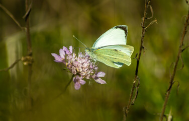 mariposa con flor