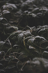 Beautiful leaves in hoarfrost and snow in the winter