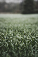 Beautiful leaves in hoarfrost and snow in the winter