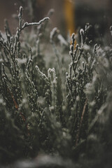 Beautiful leaves in hoarfrost and snow in the winter