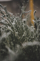 Beautiful leaves in hoarfrost and snow in the winter