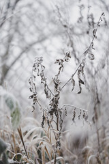 Beautiful leaves in hoarfrost and snow in the winter