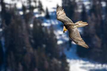 Bartgeier (Gypaetus barbatus)