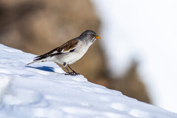 Schneesperling (Montifringilla nivalis)
