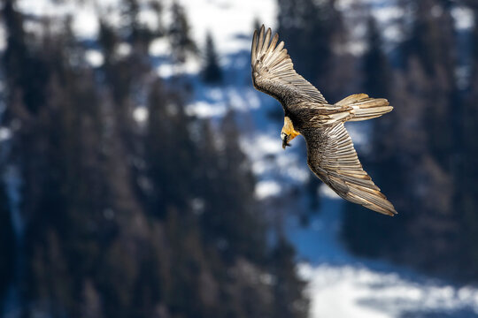 Bartgeier (Gypaetus barbatus)