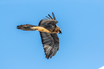 Bartgeier (Gypaetus barbatus)