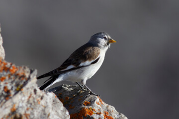 Schneesperling (Montifringilla nivalis)