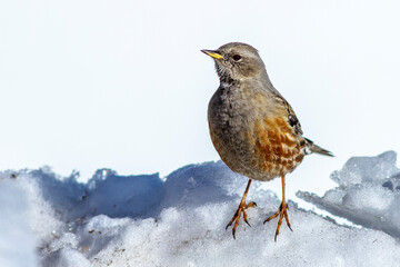 Alpenbraunelle (Prunella collaris)