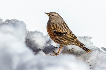 Alpenbraunelle (Prunella collaris)