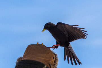 Alpendohle (Pyrrhocorax graculus)