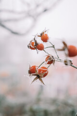 Berry in hoarfrost and snow in the winter