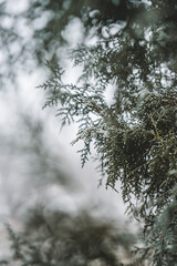 Beautiful leaves in hoarfrost and snow in the winter