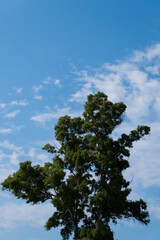 Obraz premium Lonely tall tree.