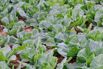 Naklejka premium white cabbage grows on organic farm. Top view of young fresh green cabbage