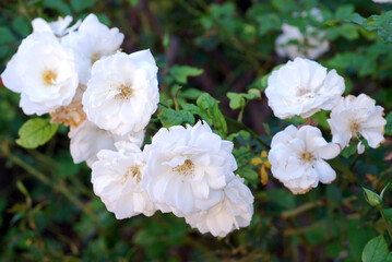 white flowers in a garden
