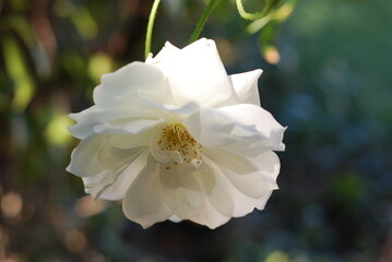 white rose flower