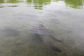 Through the transparent surface of the water, silhouettes of several large fish of mirror carp floating under the surface of the water are visible.