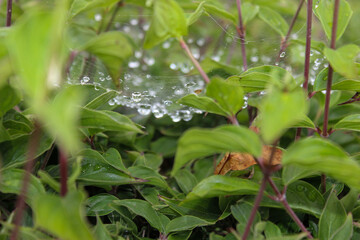 On leaves and branches of bushes after rain, the spider web in drops of water in selective focus.