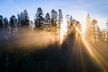 Dark green pine trees in moody spruce forest with sunrise light rays shining through branches in...