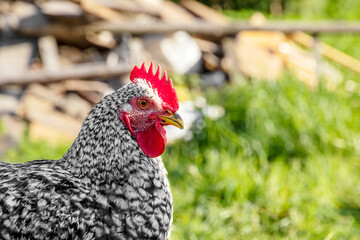Closeup portrait of a white and black chicken outdoor, Selective focus