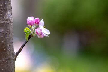 Close up of blooming pink apple tree flowers.