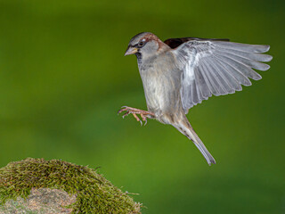 Ein fliegender Haussperling, passer domesticus landet auf einem bemoosten Stein