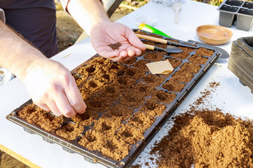 hand sowing seed plants on tray. Growing seedling, transplant, planting vegetables. agriculture concept.