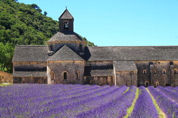The famous Abbey of Senanque and its lavender field, Luberon, Vaucluse, France
