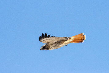 Colorado Red-tailed Hawk