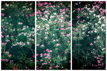 Flowers of blossoming trees in triptych.
